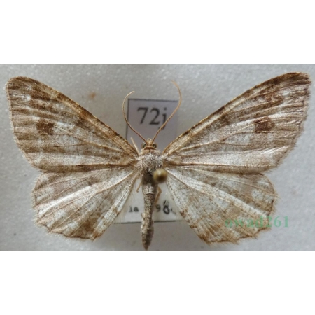 Macaria signaria (Hübner, 1809) Witalnik choiniak Czech72j
